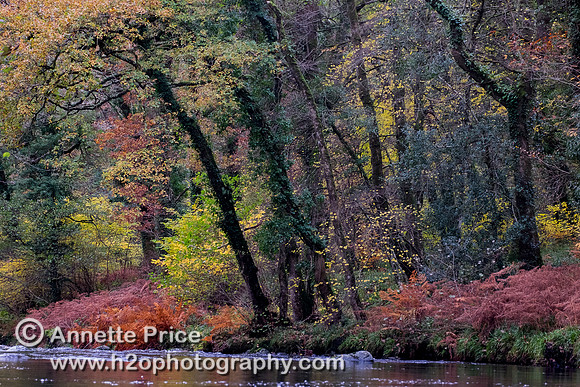 River Dart, UK