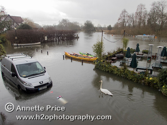 High water on the River Thames. White Swan Pub - Twickenham, London.