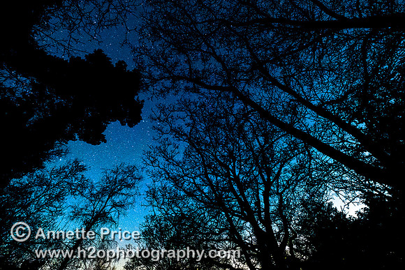 Stars over Bramshill Lake, near Reading, UK