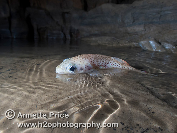 Cave fish.   Slaughter Stream Cave, South