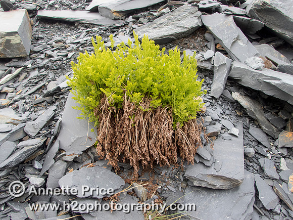 Cwmorthin Slate Mine