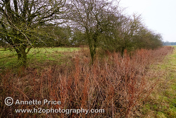 Dry river bed, near the Source of the River Thames, Kemble.