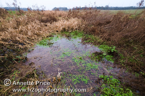 First water visible in the River Thames,  January 2017. 1 mile from the Source at Kemble.