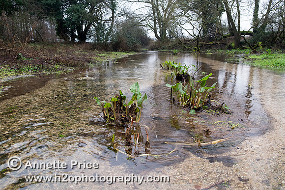 The River Thames near Lyd Well,  Kemble. River Thames.