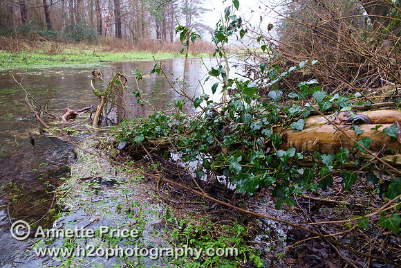 The River Thames near Lyd Well,  Kemble. River Thames.