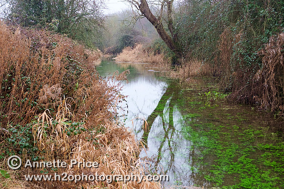 The River Thames, south of the A429, near Kemble.