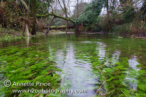 The River Thames, south of the A429, near Kemble.