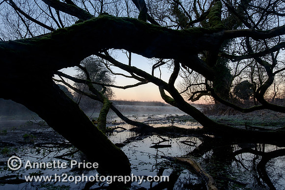 Dawn at Lyd Well. Water is currently emerging from underground forming the start of the River Thames