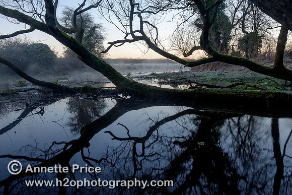 Dawn at Lyd Well. Water is currently emerging from underground forming the start of the River Thames