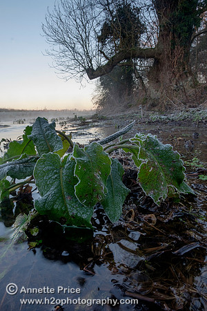 Dawn at Lyd Well. Water is currently emerging from underground forming the start of the River Thames