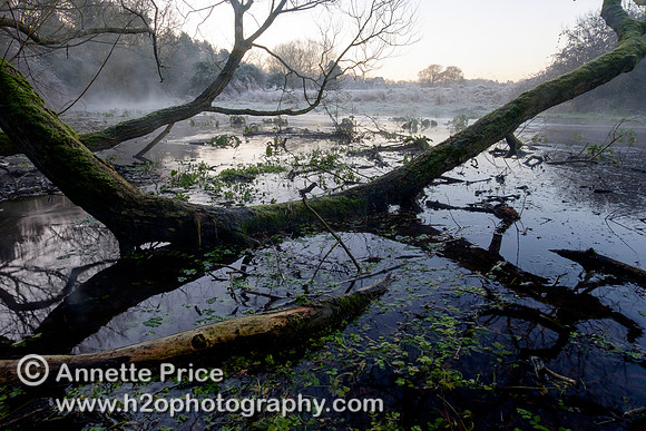 Dawn at Lyd Well. Water is currently emerging from underground forming the start of the River Thames