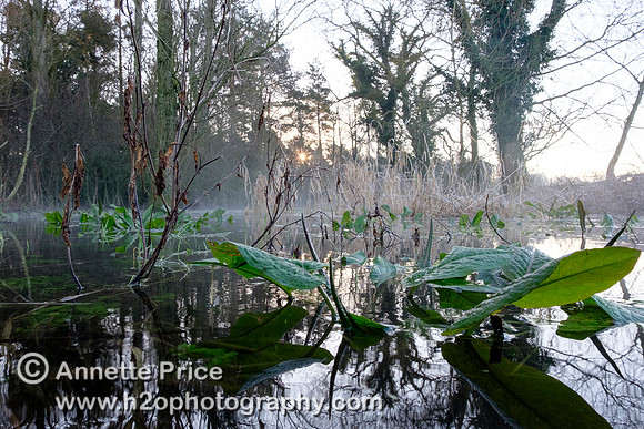 Dawn at Lyd Well. Water is currently emerging from underground forming the start of the River Thames