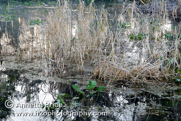 Dawn at Lyd Well. Water is currently emerging from underground forming the start of the River Thames