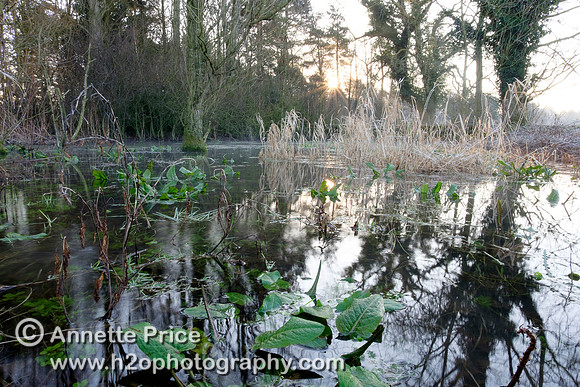 Dawn at Lyd Well. Water is currently emerging from underground forming the start of the River Thames