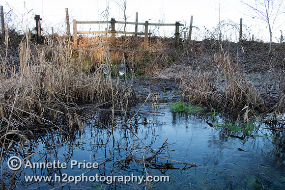 Dawn near Lyd Well. The second bridge over the Thames is in the background. Near Kemble.