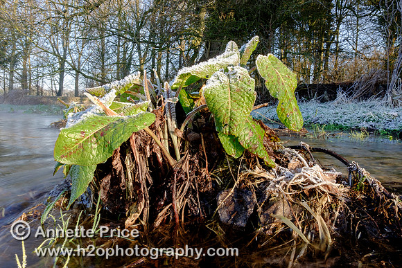 Dawn at Lyd Well. Water is currently emerging from underground forming the start of the River Thames