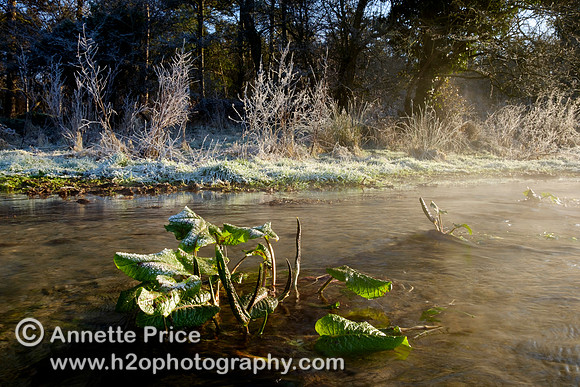Dawn at Lyd Well. Water is currently emerging from underground forming the start of the River Thames