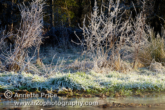 Dawn at Lyd Well. Water is currently emerging from underground forming the start of the River Thames