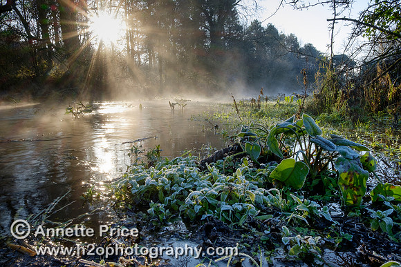 Dawn at Lyd Well. Water is currently emerging from underground forming the start of the River Thames