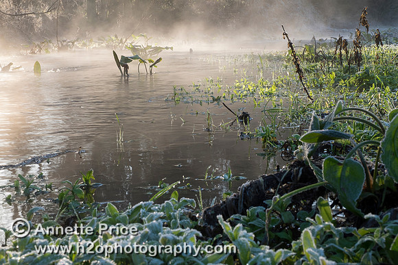 Dawn at Lyd Well. Water is currently emerging from underground forming the start of the River Thames