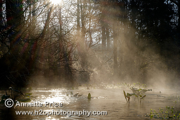 Dawn at Lyd Well. Water is currently emerging from underground forming the start of the River Thames