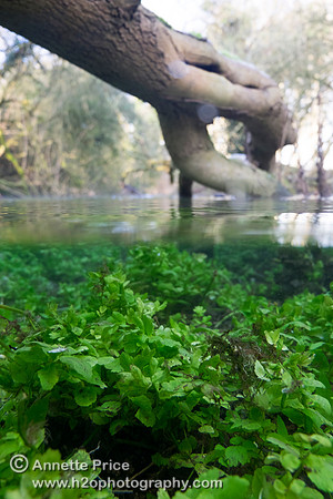 Plant life underwater, just south of the A429, near Kemble.