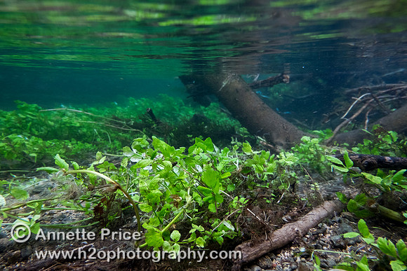 Plant life underwater, just south of the A429, near Kemble.