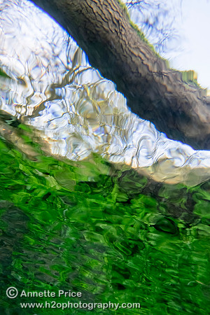 Looking up from underwater through 'Snell's Window' River Thames near Kemble.