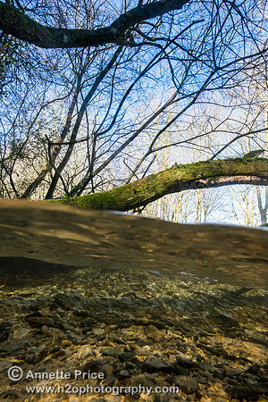 Split level photograph of the River  Thames, just south of the A429, near Kemble.