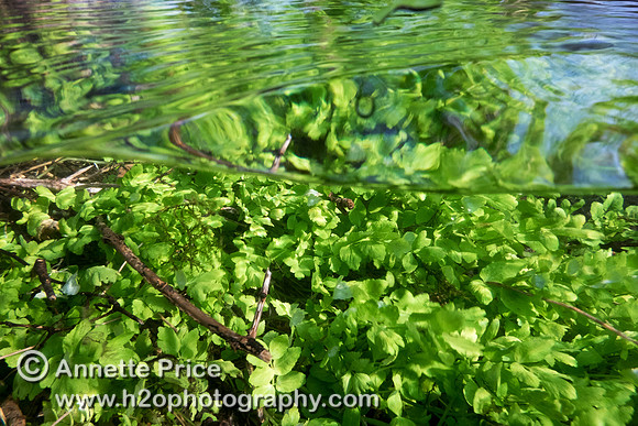 Plant life underwater, just south of the A429, near Kemble.