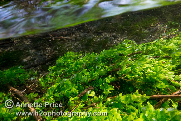 Plant life underwater, just south of the A429, near Kemble.