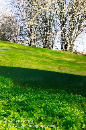 Split level photograph of the River  Thames, just south of the A429, near Kemble.