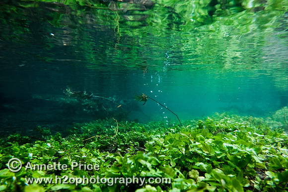 Plant life underwater, just south of the A429, near Kemble.