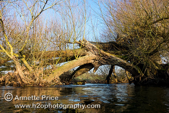 Broken, fallen tree forming an arch over the River Thames. Below Cricklade.