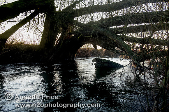 Fallen tree forming an arch over the River Thames. Below Cricklade.
