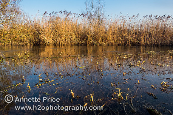 The River Thames between Cricklade and Castle Eaton.