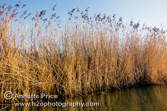 The River Thames between Cricklade and Castle Eaton.