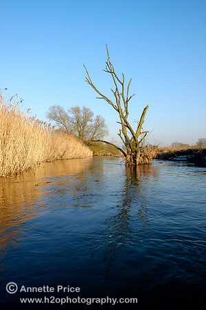 The River Thames between Cricklade and Castle Eaton.