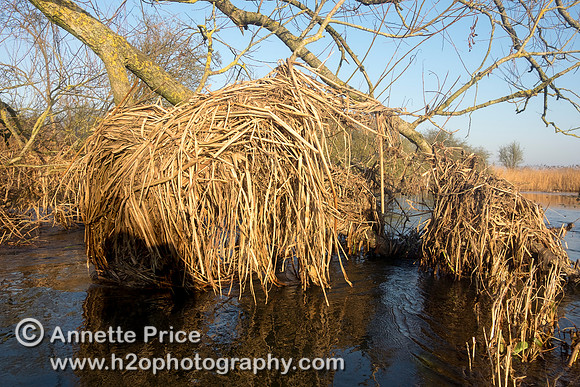 Dead leaves tangled in branches  indicate the previous height of the River Thames.