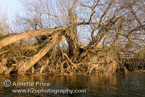 Broken  tree, River Thames. Below Cricklade.