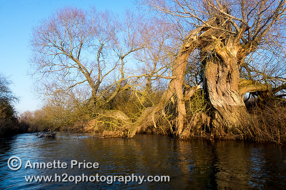 Broken  tree, River Thames. Below Cricklade.