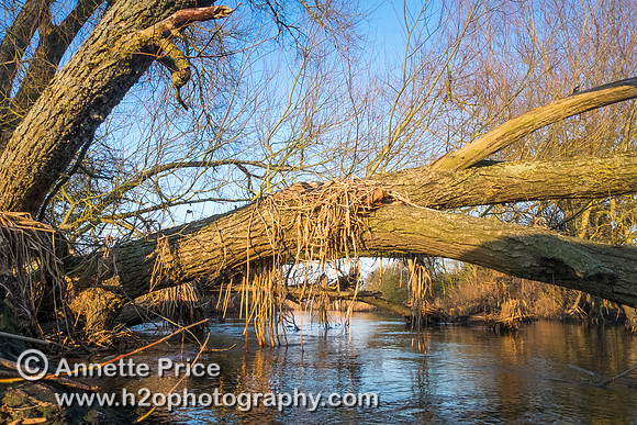 Dead leaves dangle from a fallen tree indicating the previous height of the River Thames.