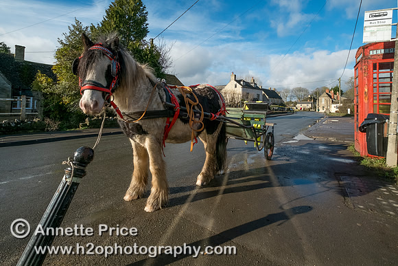 Pony and trap. Ashton Keynes village, River Thames, UK