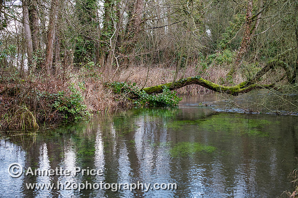 River Thames, up river from Ashton Keynes village, UK