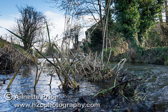 River Thames, up river from Ashton Keynes village, UK