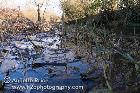 River Thames, up river from Ashton Keynes village, UK