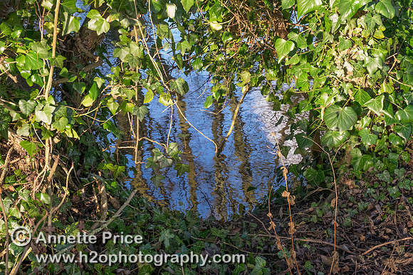 River Thames, up river from Ashton Keynes village, UK