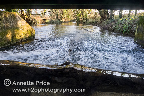 Weir, River Thames, up river from Ashton Keynes village, UK