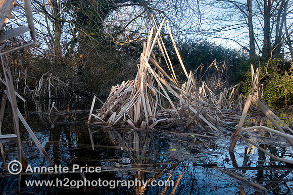 River Thames, up river from Ashton Keynes village, UK