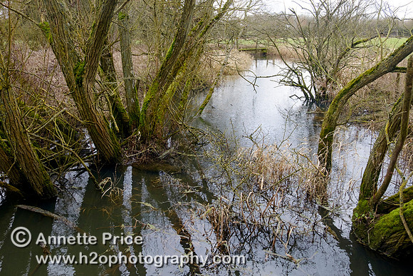 The River Thames at Cricklade